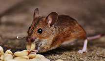 24 Hour & Emergency Exterminators in Loachapoka, AL